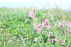 DSCF6545