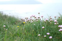 DSCF6587