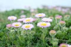 DSCF6591