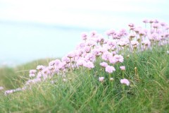 DSCF6595