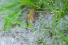 DSCF6827
