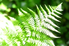 DSCF7071